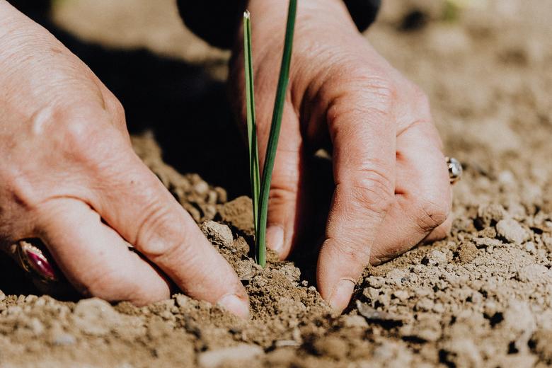Overhead view of a pair of hands holding a small shoot of a plant in the earth